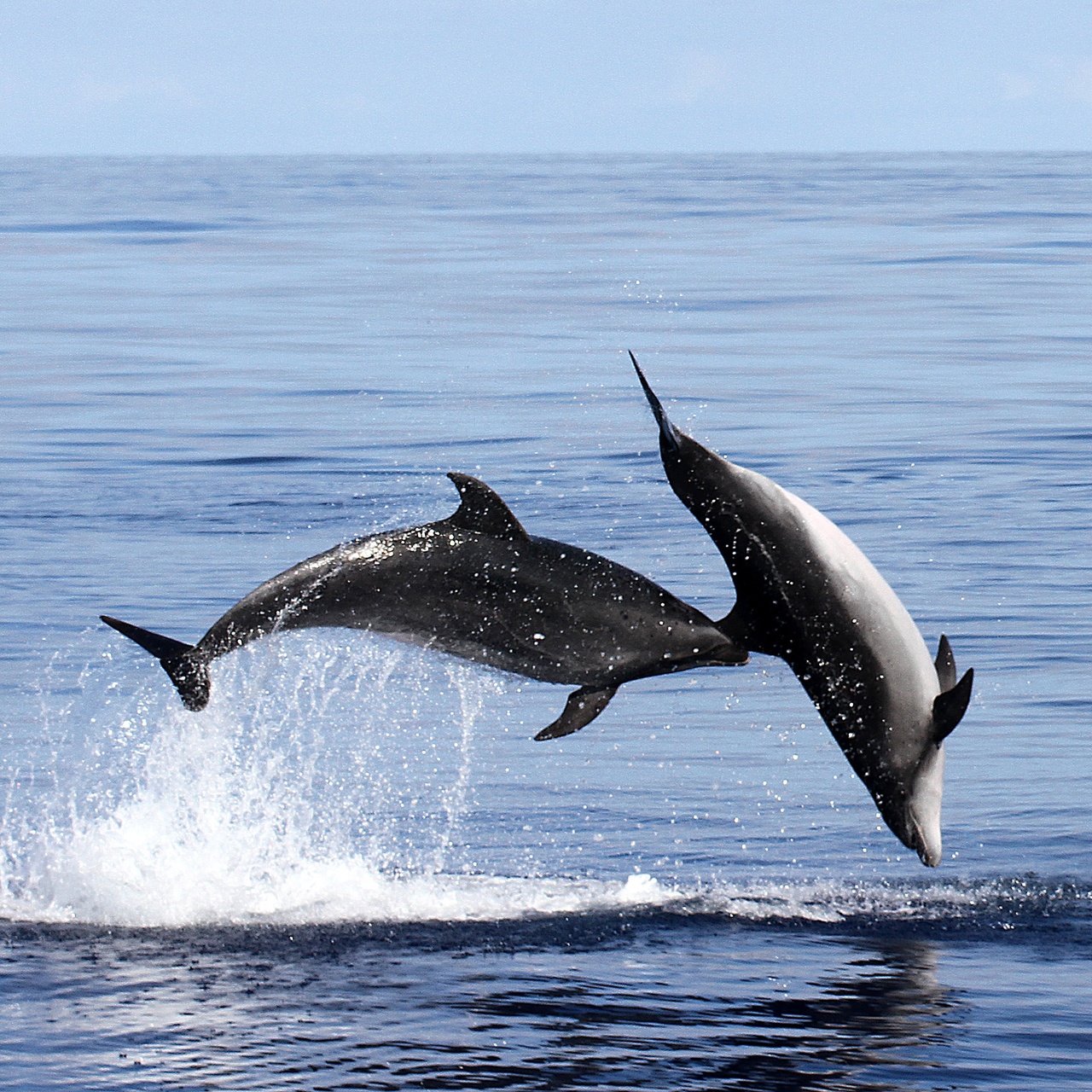 swimming
with dolphins