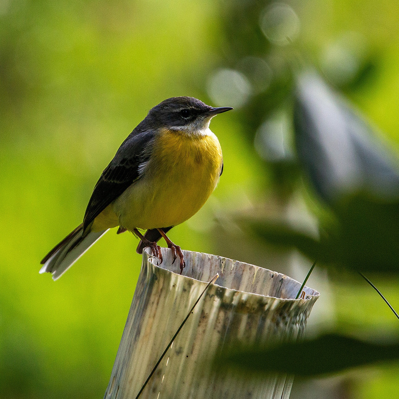 bird
watching